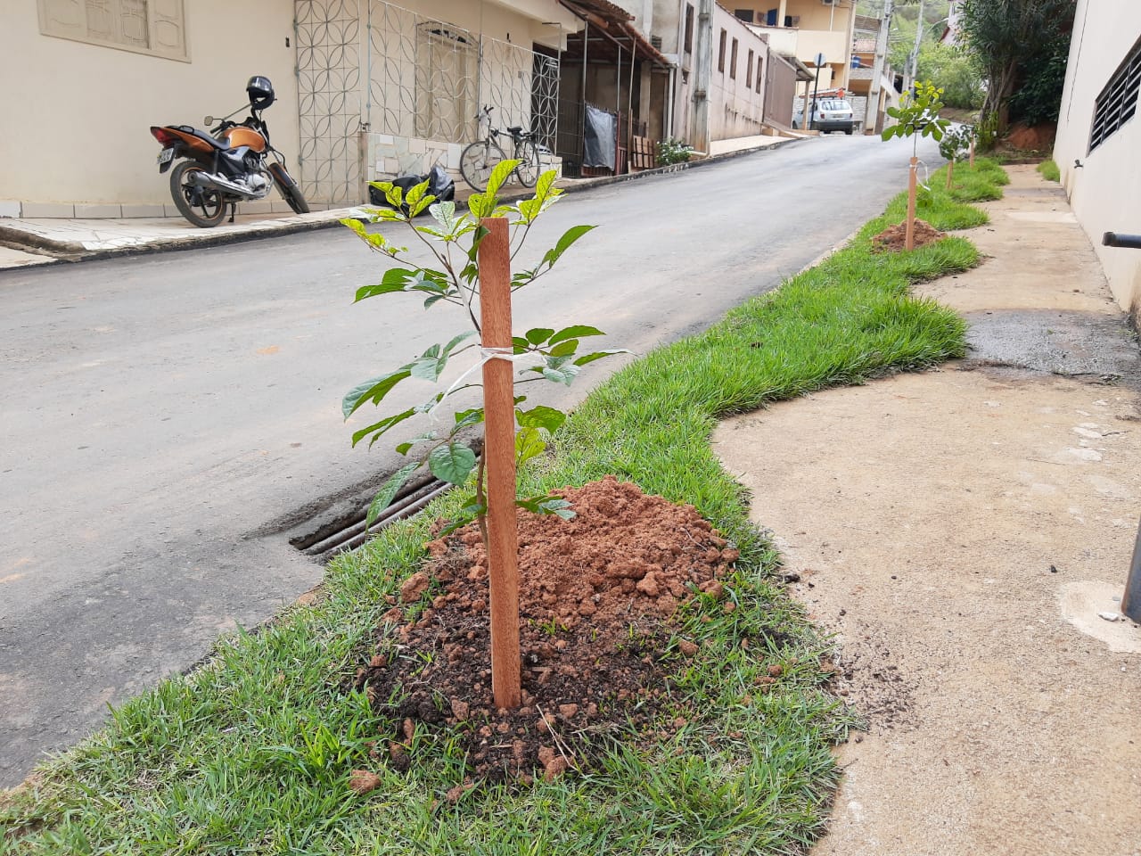 Arborização Urbana - Bairro Centro