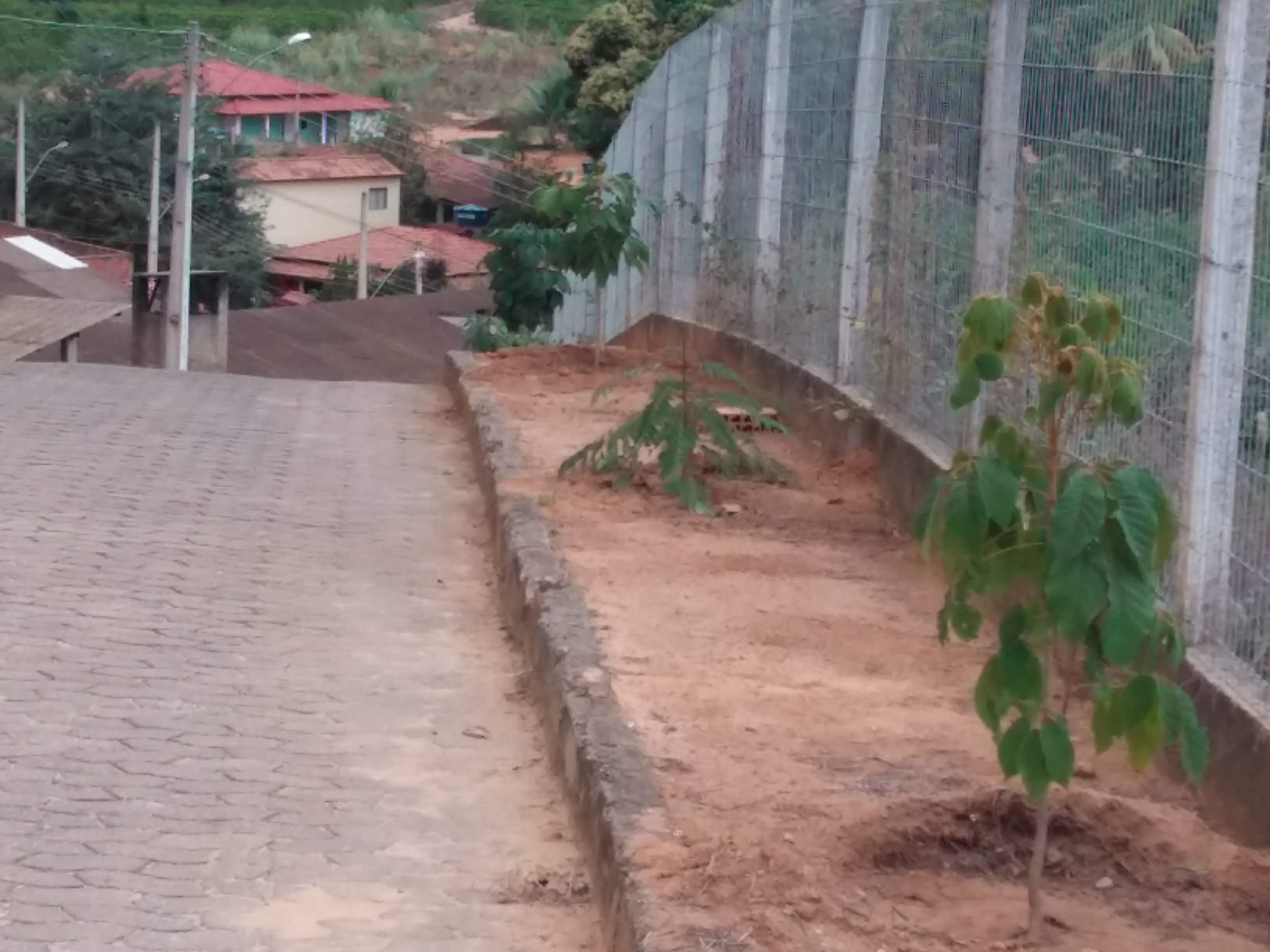 Arborização Urbana - Bairro São Roquinho